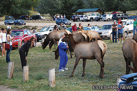 Elk Watching